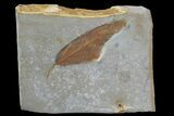 Detailed Fossil Leaf (Melastomites) - Montana #86705-1
